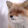 Little animals 🐕 15