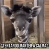 GIFs Pets Fofos Memes 🐾 28