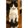Gato bailando 7