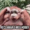 GIFs Pets Fofos Memes 2 🐾 14