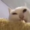 GATITOS 🐱❤️🥰 12