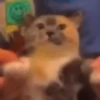 🙀GIF-s CAT-s-GATO-s😿 12