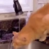 GIFs Bixins com Calor 2 🥵 6