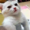 🧡🐱Michitos randoms🐱🧡 10