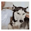 Dog/ Perro Reacciones 🐶🤪 14