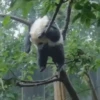 ⟡°.🐾Pandas Divertidos🐼ྀིྀི.° ⟡ 5
