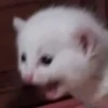 Gatos que viraram Memes 🐈😁 23
