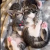 Gatinhos 9