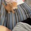 Funny memes 🐶🐱 7
