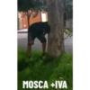 Gif 7