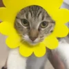 Entrega de flores amarillas 🌻 27