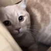 Gatos animados  10