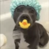 Funny Dogs🐾🐶 11