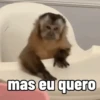 NOVAS ANIMADAS  11