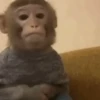 Reações de macaquinhos 🤣 10