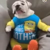 💫Perros en Mov❣️ 28