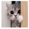 Gato Tiktok Reacciones 😽😜 6