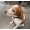 Perros pelotudos 6