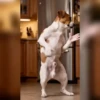 Perritos Tiktokers 2🐶🎵  10