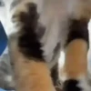 Gatos mix 🐱🐈 5