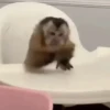 Macaco | Macaquinho 🐒 18