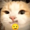 Gatos Moods😼❣️ 5