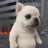Pibble 🐶 | Perrito Tiktok  11