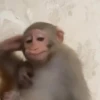 Monkeys 🤎🐵 25