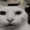 Gatos para el chat 🐱🤣 11