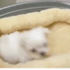 Perros 01mov 9
