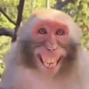 Macacos rindo 🙊🐵😂 5