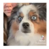 Reacciones de perritos 🐶🐾 5