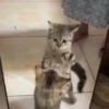Милый движущийся кот GIF 18