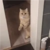 Tingkah lucu kucing 9