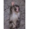 Monos Videos 2 18