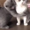 Gatitos pa tu Chat😹😻 10