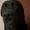 Doguinhos Engraçados 7