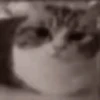 ✨️ Michis Animados Random 🐈🐈‍⬛ 7