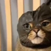 Милый движущийся кот GIF 10