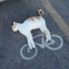 Funny Cats meme🐱 15