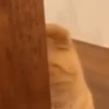 GATOS PARA REAGIR 14
