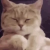 GIFs Reações Aleatórias 6 🤗 11