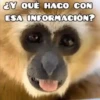 🦧Monkeys🦍Monos🐒Changos 15