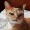 Gatinhos 🐾🐾🐾🐾🐾🐾 17