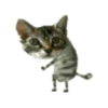 Gatos engraçados 😹 5