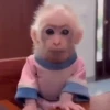 Macaco | Macaquinho 🐒 6