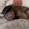 Monkeys 🤎🐵 13