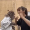 Reações de macaquinhos 🤣 5