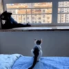 Funny memes 🐶🐱 14