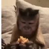 Monkeys 🤎🐵 5
